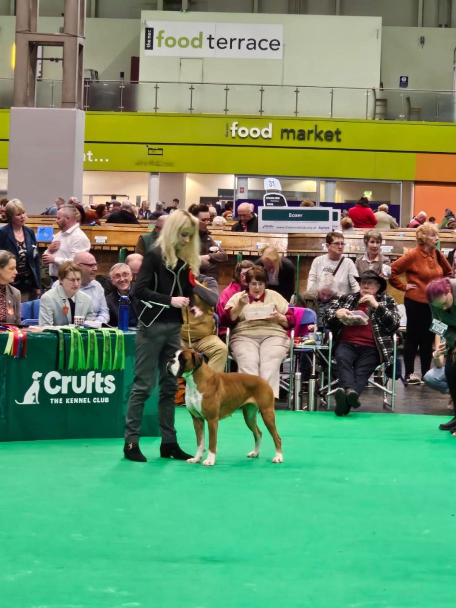 Lizzy at Crufts